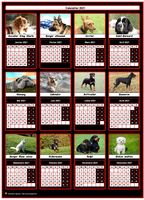 Un chien de race pour chacun des mois de ce calendrier 2013 annuel